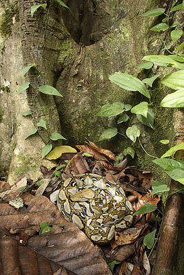 Wall Art - Photograph - Reticulated Python #1 by Chris Mattison/FLPA