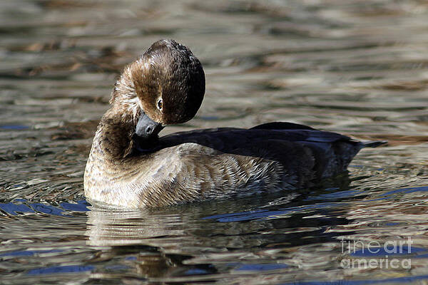 Ring-Necked Duck by Kenny Bosak Ring-Necked Duck by Kenny Bosak
