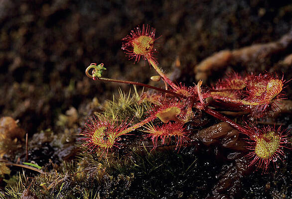 Wall Art - Photograph - Round-leaved Sundew Plants #1 by Science Photo Library
