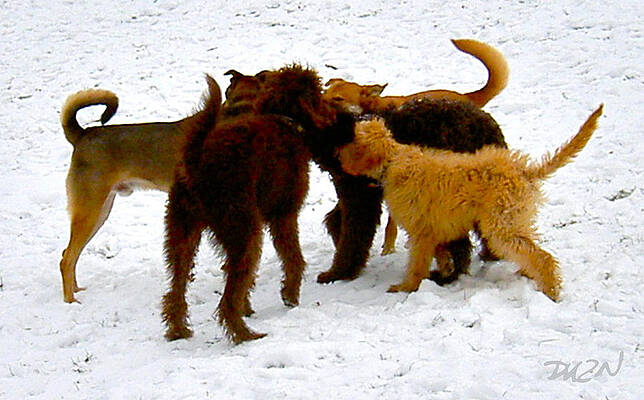 bow-wow powwow by Tom Dickson bow-wow powwow by Tom Dickson
