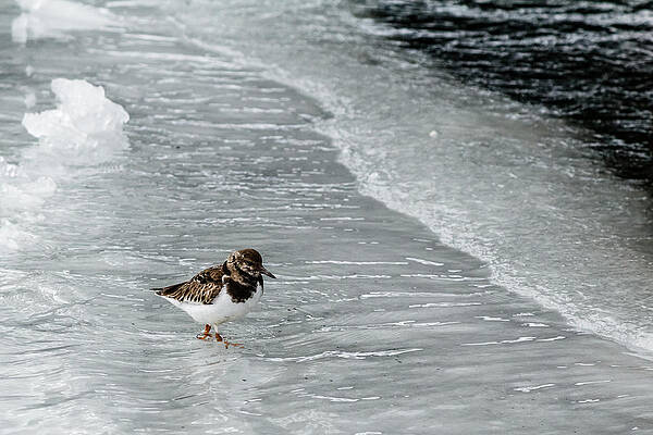 Wall Art - Photograph - Sandpiper #1 by SAURAVphoto Online Store