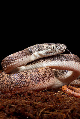 Wall Art - Photograph - Savu Python In Defensive Posture #1 by David Kenny