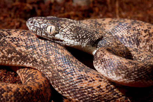 Wall Art - Photograph - Savu Python Liasis Mackloti Savuensis #1 by David Kenny
