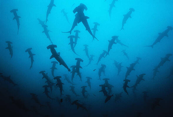 Wall Art - Photograph - Scalloped Hammerhead Shark #3 by Jeff Rotman