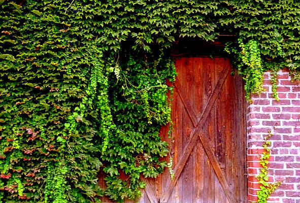 Secret Door by Jeff Lowe Secret Door by Jeff Lowe