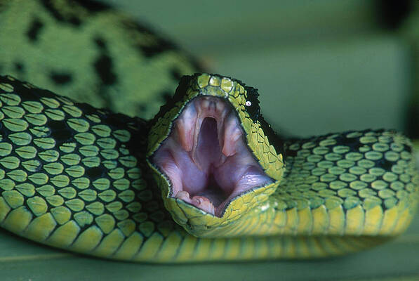 West African Tree Viper (atheris Chlorechis) On Branch Togo Tapestry by  Daniel Heuclin / Naturepl.com - Fine Art America