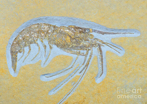 Wall Art - Photograph - Shrimp Fossil #13 by Millard H Sharp