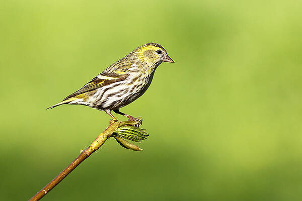 Wall Art - Photograph - Siskin #1 by Grant Glendinning