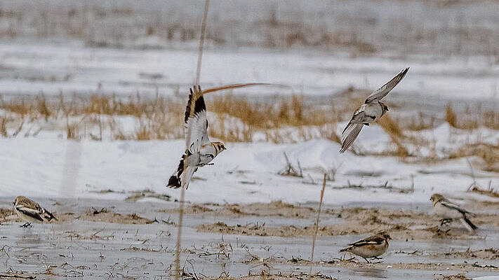 Wall Art - Photograph - Snow bunting in flight #1 by SAURAVphoto Online Store