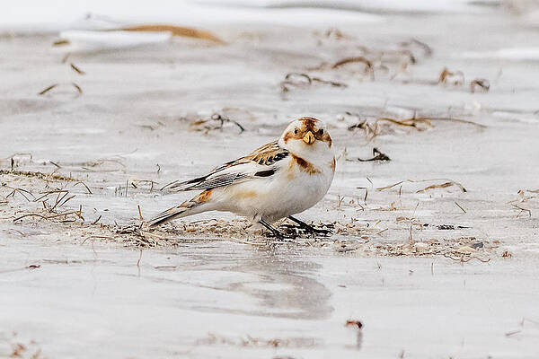 Wall Art - Photograph - Snow Bunting #1 by SAURAVphoto Online Store