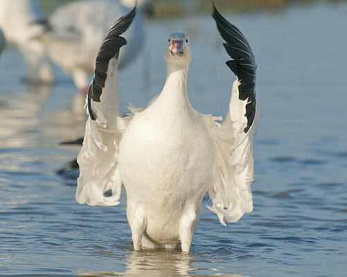 Wall Art - Photograph - Snow Goose Flapping Skagit River #1 by Kevin Schafer