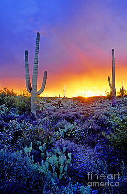 Wall Art - Photograph - Sonoran Desert At Dusk #3 by Adam Sylvester