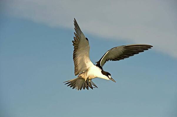 Wall Art - Photograph - Sooty Tern In Flight #1 by Science Photo Library