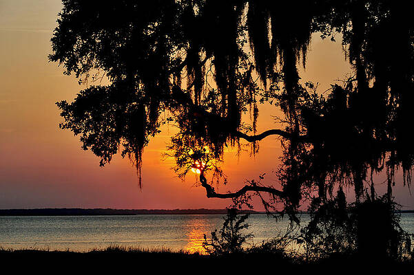 Spanish moss sunset by Peter DeFina Spanish moss sunset by Peter DeFina