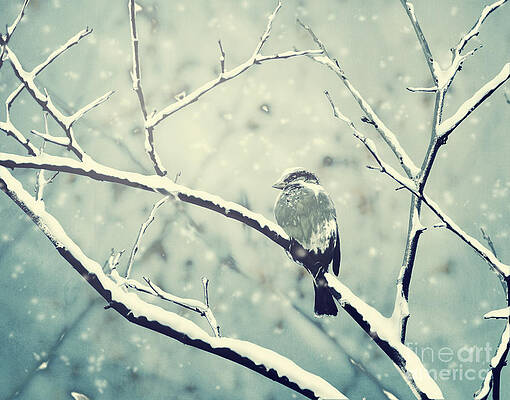Wall Art - Photograph - Sparrow on the snowy branch by Jelena Jovanovic