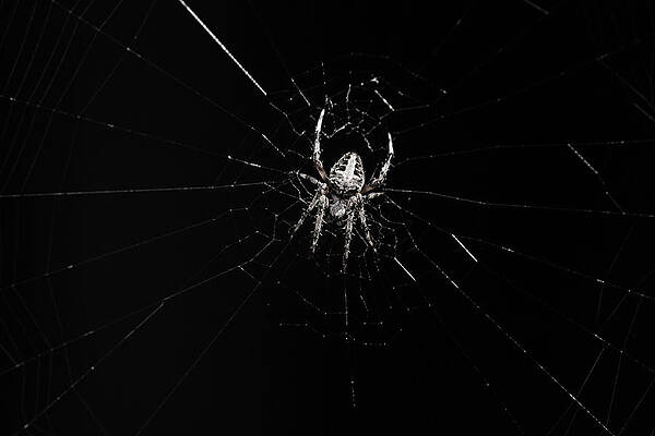 Wall Art - Photograph - Spider #1 by SAURAVphoto Online Store
