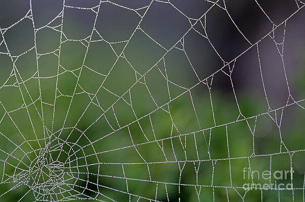 Wall Art - Photograph - Spider Web #1 by Jim Corwin