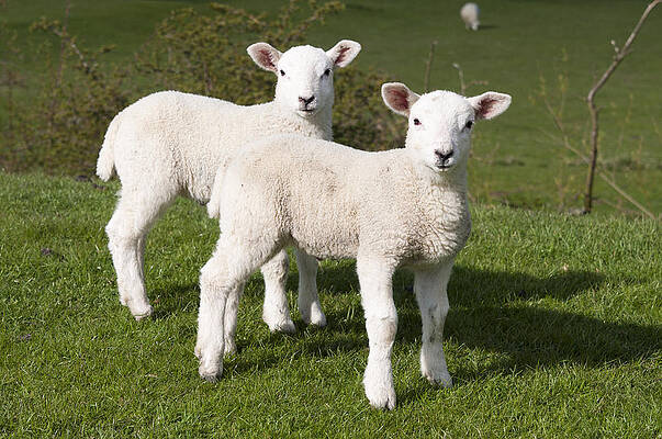 Spring lambs by David Isaacson Spring lambs by David Isaacson
