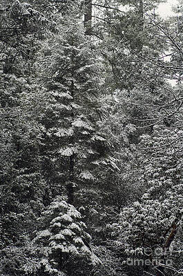 Wall Art - Photograph - Spring Snowfall In The Sierra Foothills #1 by Ron Sanford