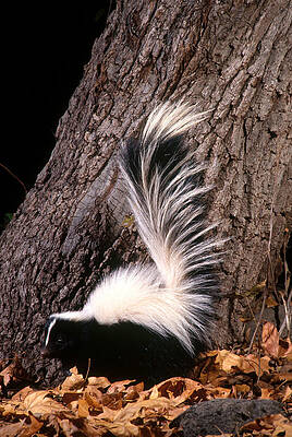 Wall Art - Photograph - Striped Skunk #1 by Craig K. Lorenz