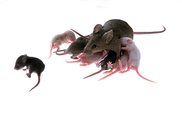 Wall Art - Photograph - Suckling Family Of Chimeric Lab Mice #1 by Marc Steinmetz