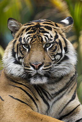 Wall Art - Photograph - Sumatran Tiger #1 by San Diego Zoo