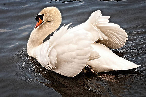 Swan One by Elf EVANS Swan One by Elf EVANS