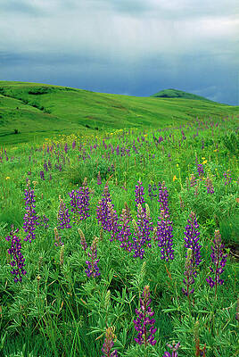 Wall Art - Photograph - Tallcup Lupine on the Zumwalt Prairie #2 by Michael Durham