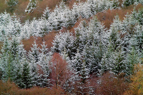 Wall Art - Photograph - Tarset Valley In Winter #1 by Science Photo Library