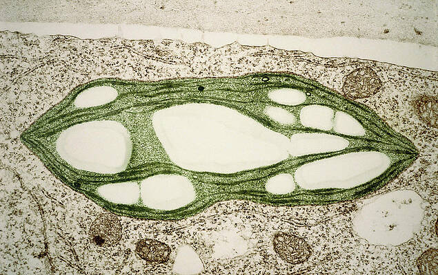 Wall Art - Photograph - Tem Of A Chloroplast From A Moss #1 by Science Photo Library