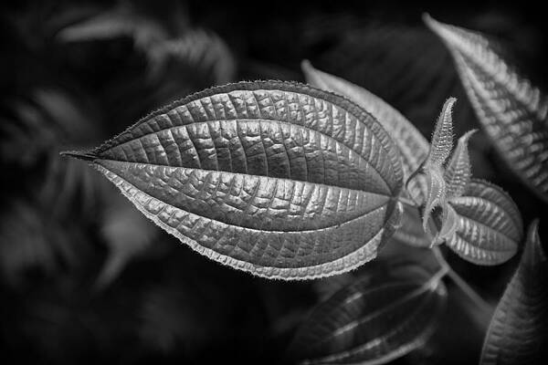 Textured leaf by Charles Lupica Textured leaf by Charles Lupica