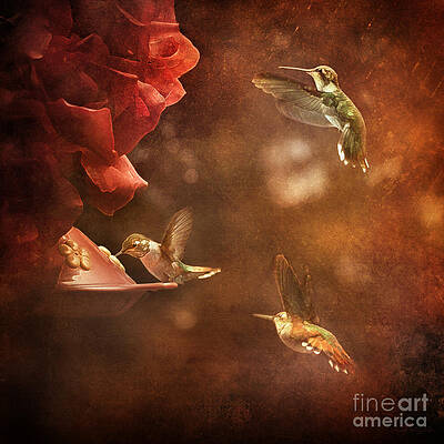 The Hummingbird Feeder by Cindy Singleton The Hummingbird Feeder by Cindy Singleton