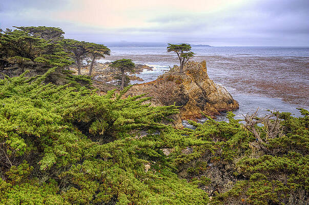 THE LONE CYPRESS by Stephen Campbell THE LONE CYPRESS by Stephen Campbell