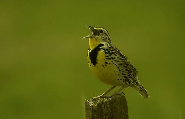 THE MEADOWLARK SINGS by Jeff Swan THE MEADOWLARK SINGS by Jeff Swan