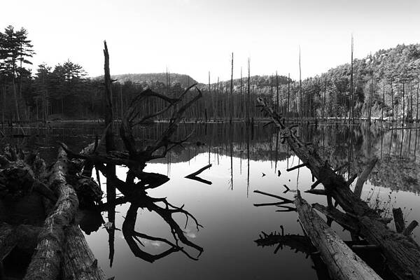 The Mirror Pool by Jeff Kantorowski