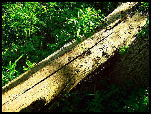 Wall Art - Photograph - The Sapling #1 by Shawn Dall