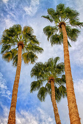 PARADISE PALMS Palm Springs by William Dey PARADISE PALMS Palm Springs by William Dey