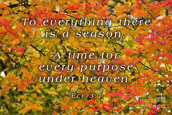 Wall Art - Photograph - To Everything There is a Season #1 by Jill Lang
