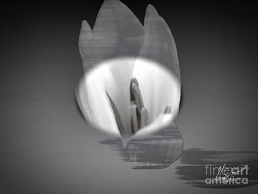 Translucent Flower by Keith Lyman Translucent Flower by Keith Lyman