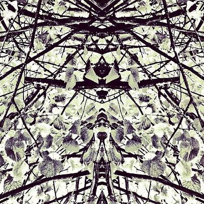 Wall Art - Photograph - Tree Branches B 'n' W 2 by Jason Roust