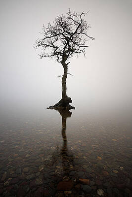 Tree by Grant Glendinning Tree by Grant Glendinning