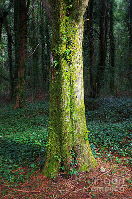 Wall Art - Photograph - Tree Trunk #1 by Carlos Caetano
