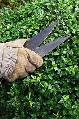 Wall Art - Photograph - Trimming Shaping Box Shrub #1 by Science Photo Library