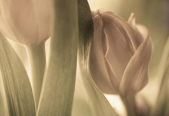 Wall Art - Photograph - Tulips #1 by Allan Wallberg