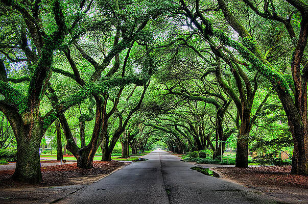 Tunnel of Oaks by John Kirkland Tunnel of Oaks by John Kirkland