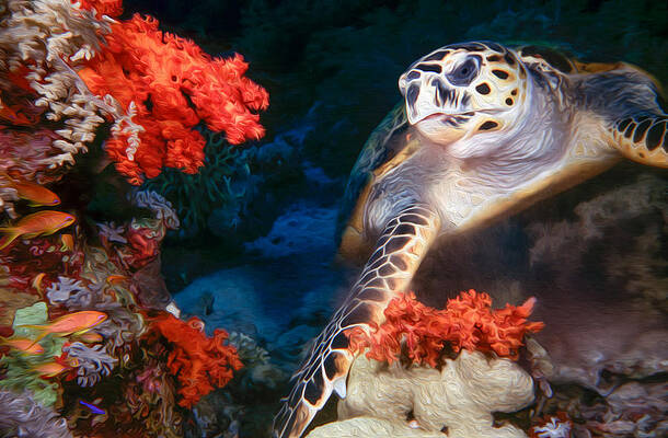 Wall Art - Digital Art - Turtle #3 by Roy Pedersen