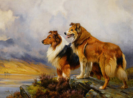 Wall Art - Photograph - Two Collies Above A Lake #1 by Wright Barker