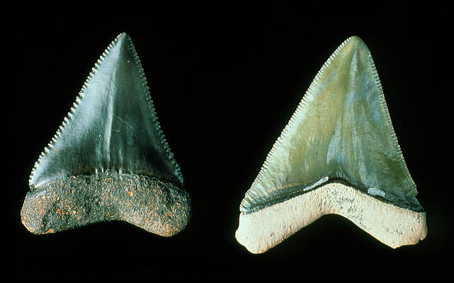 Wall Art - Photograph - Two Fossilised Teeth From A Great White Shark #1 by Science Photo Library