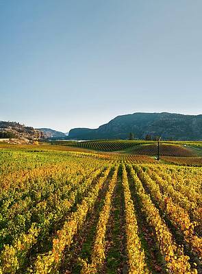 Wall Art - Photograph - Vineyard In Autumn #1 by Science Photo Library