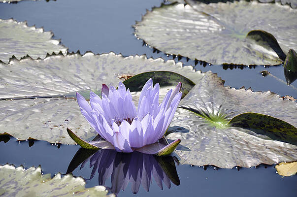 Water Lily by Dottie Branch Water Lily by Dottie Branch